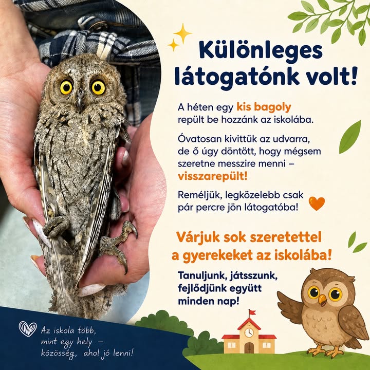 Maglódi Suli